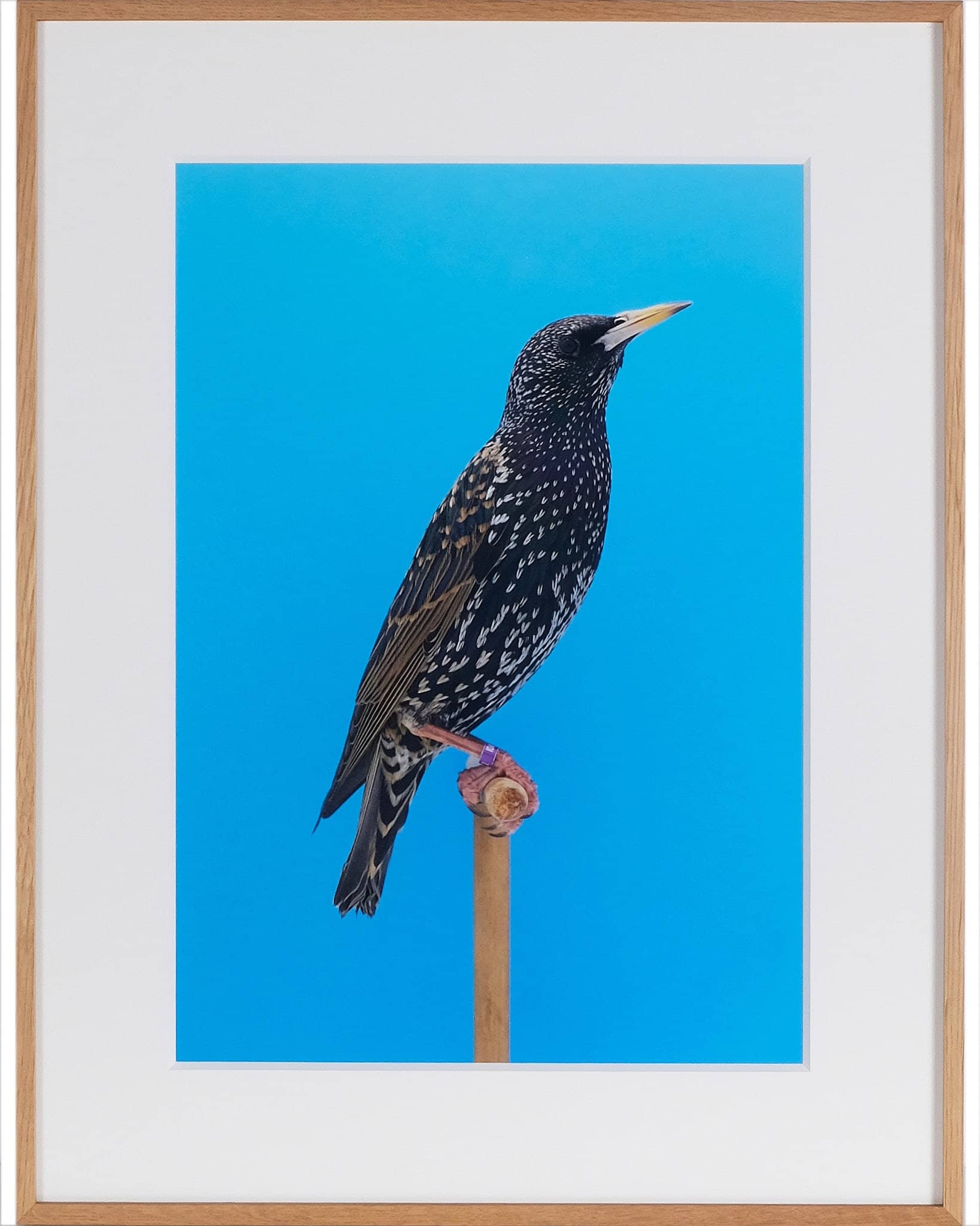 Starling #1, 2017