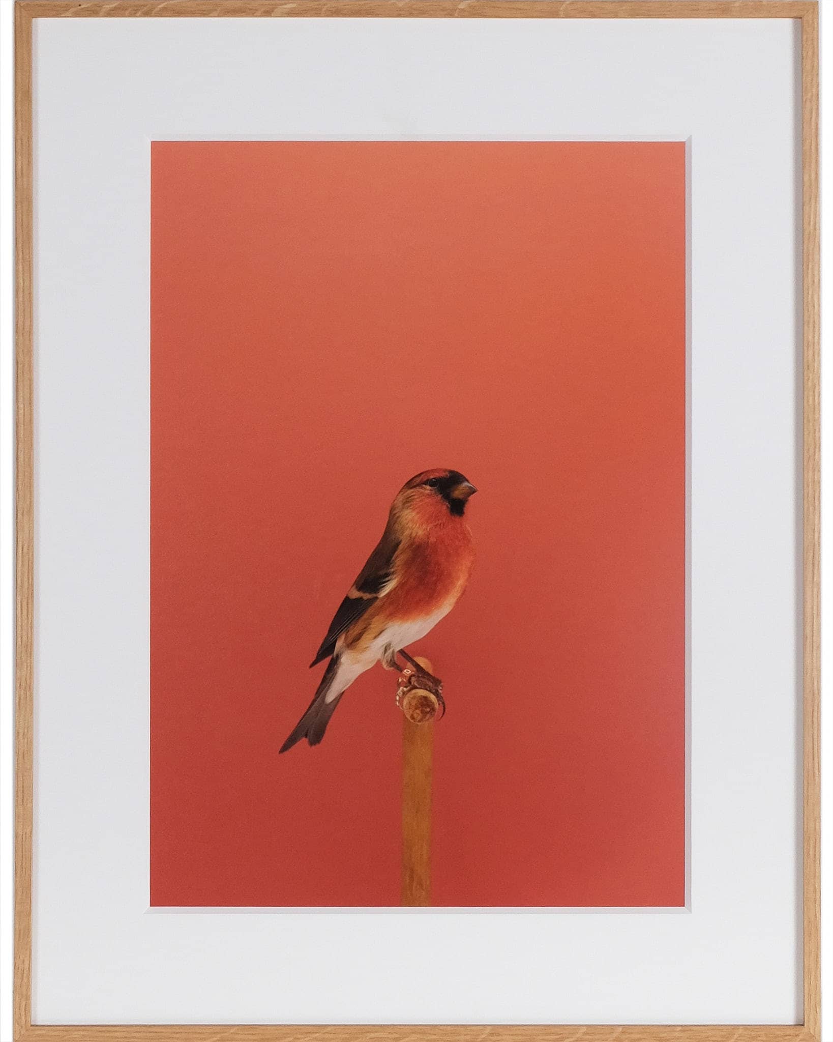 Redpoll x Bullfinch #1 (Hybrid), 2017