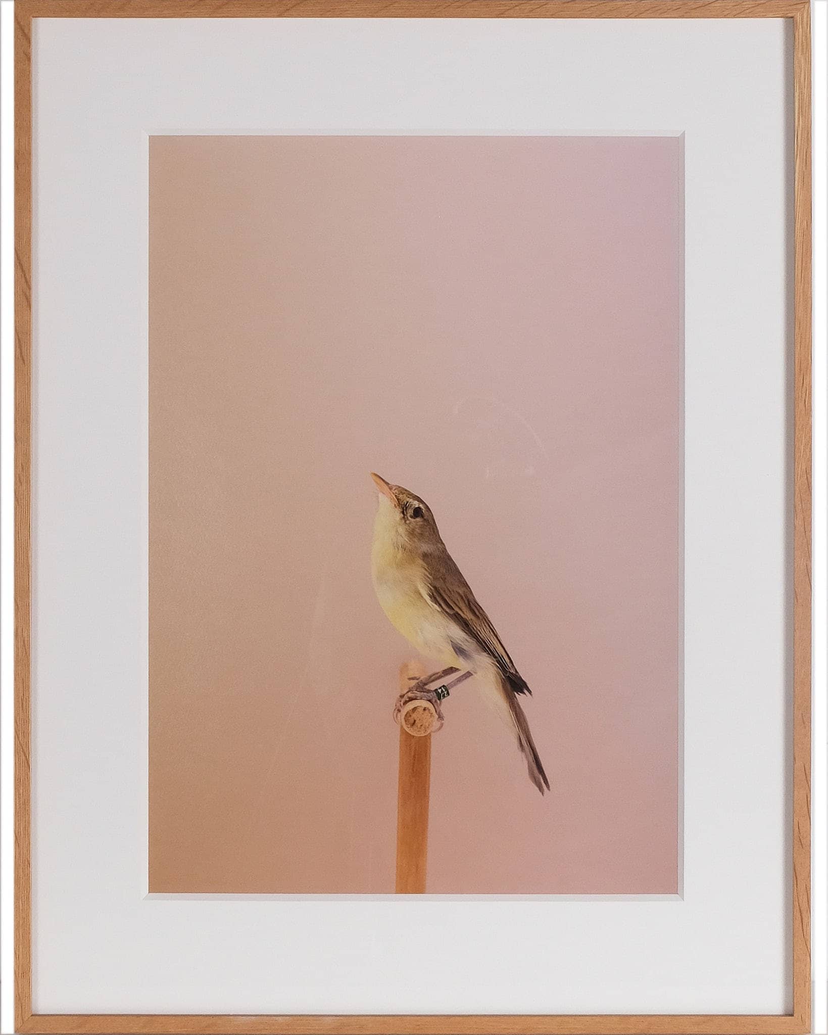 Icterine Warbler #1, 2016