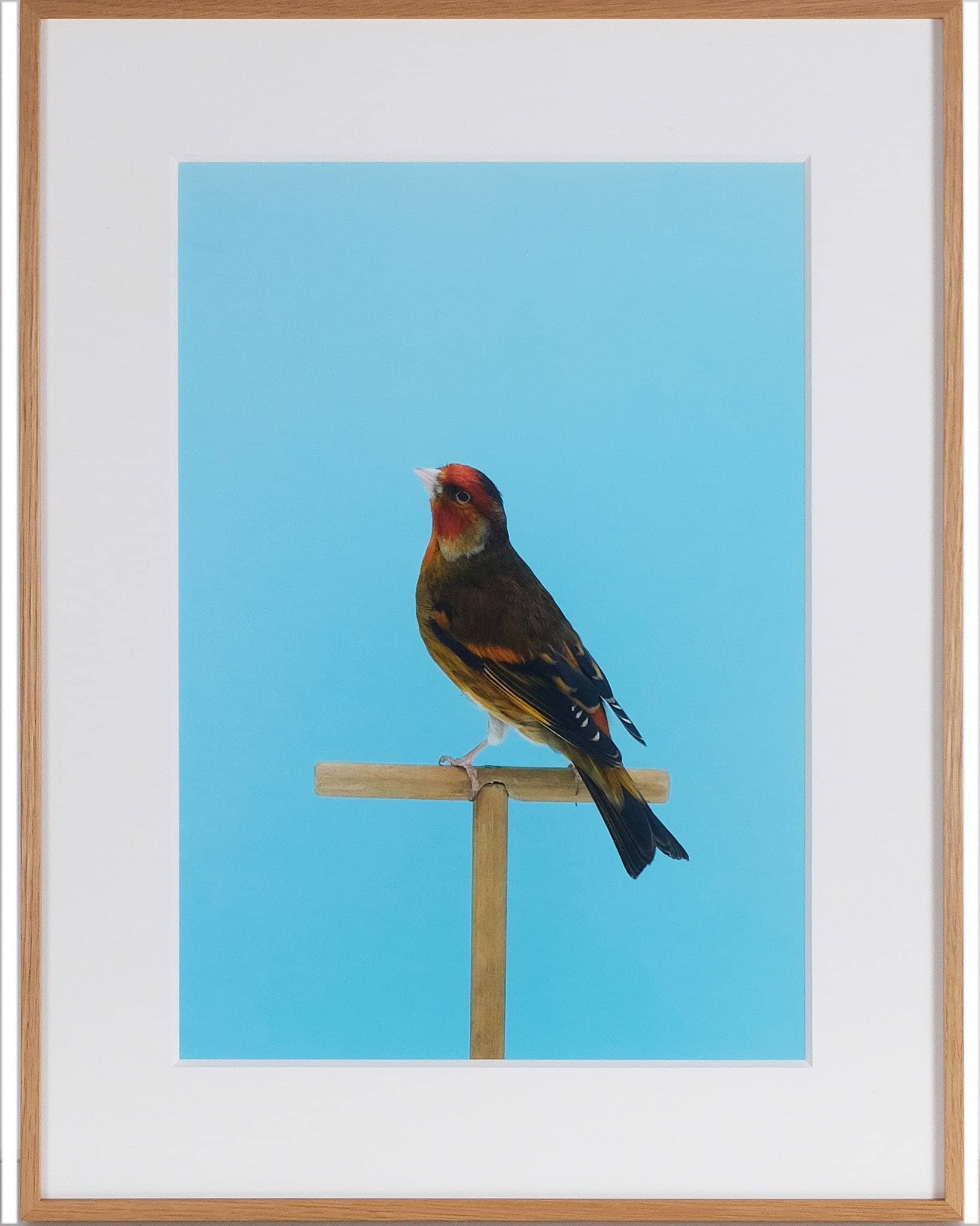 Goldfinch #3 (Mule), 2017