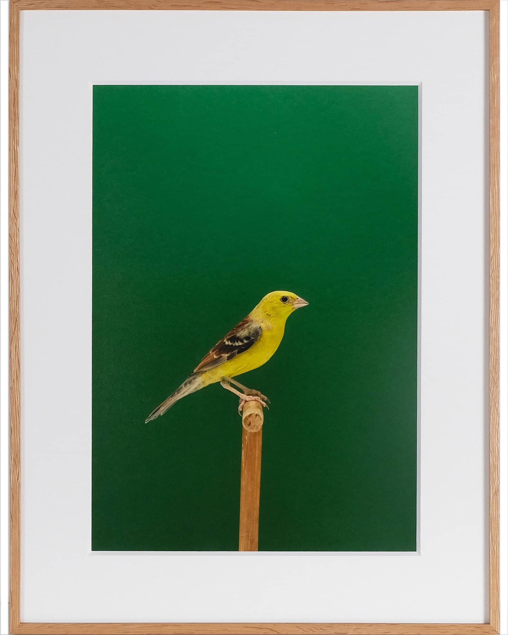 Golden Song Sparrow #1 (Cock), 2018