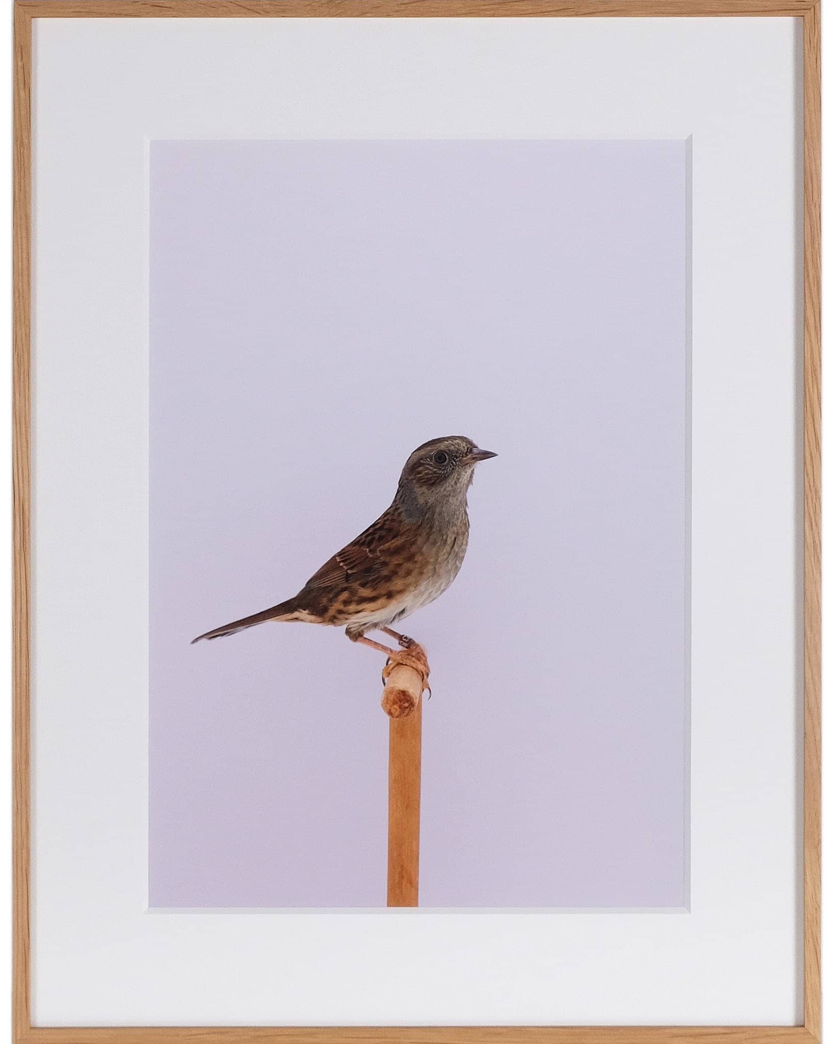 Dunnock #2 (Hedge Sparrow), 2018