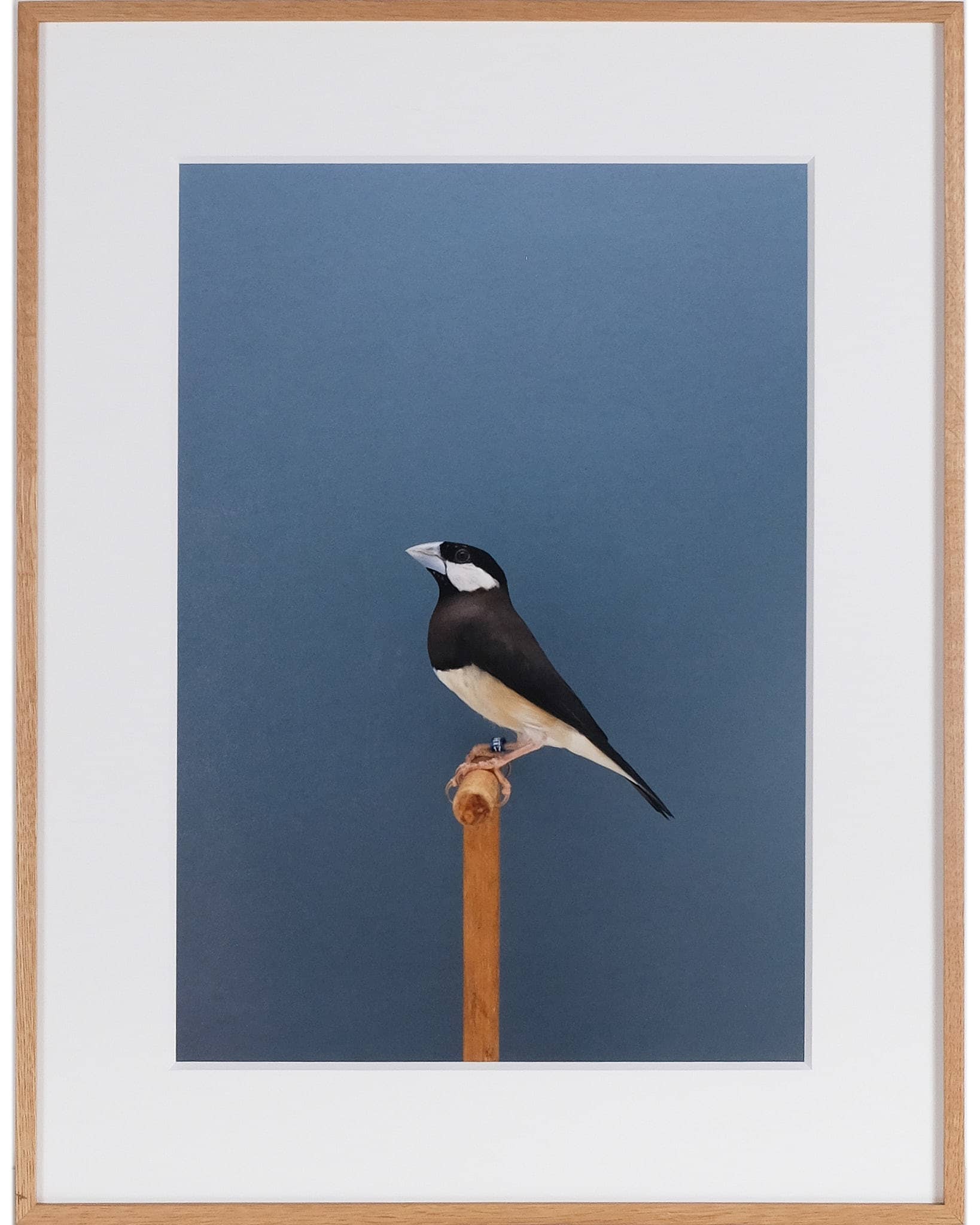 Timor Sparrow #1, 2018
