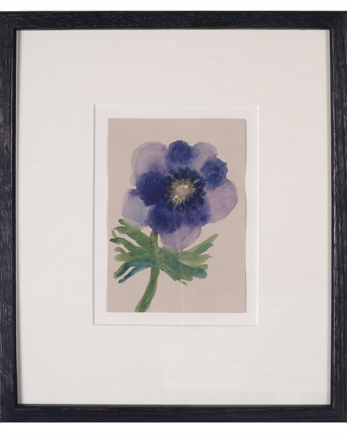 Anemone