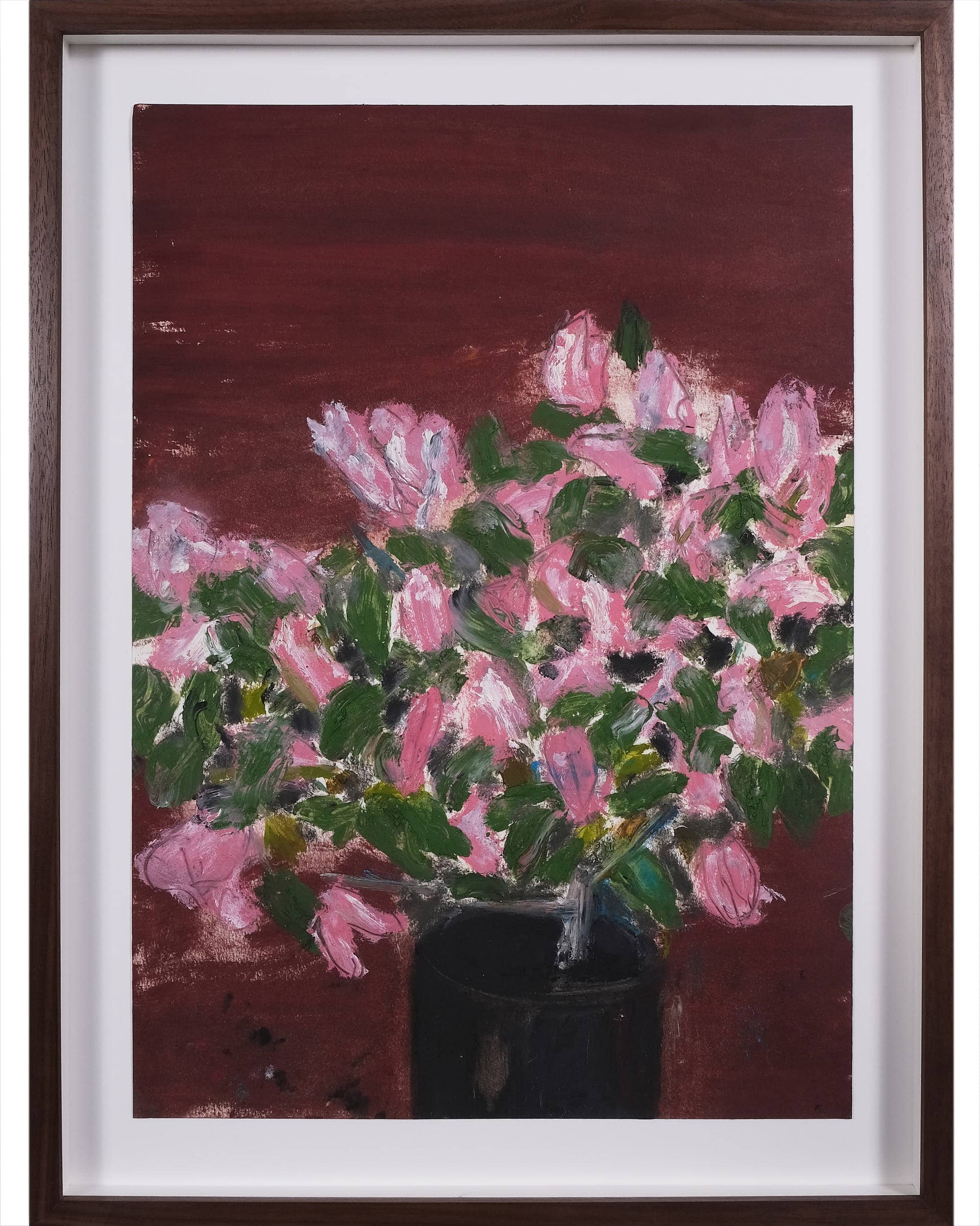 Bougainvillea spectabilis variety (Paper flower)