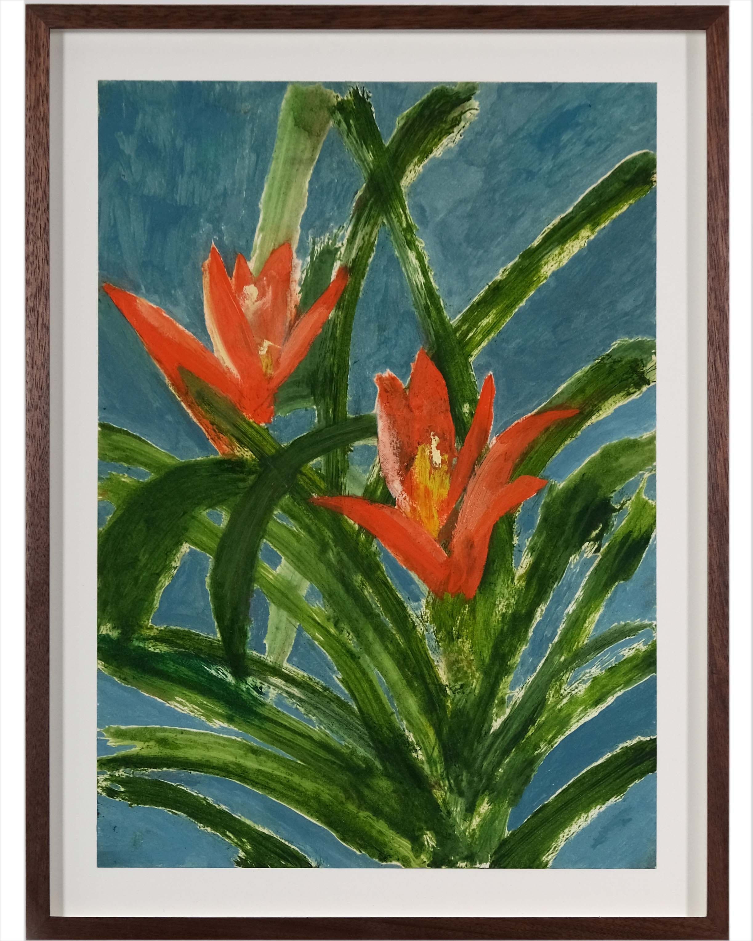 Guzmania lingulata minor