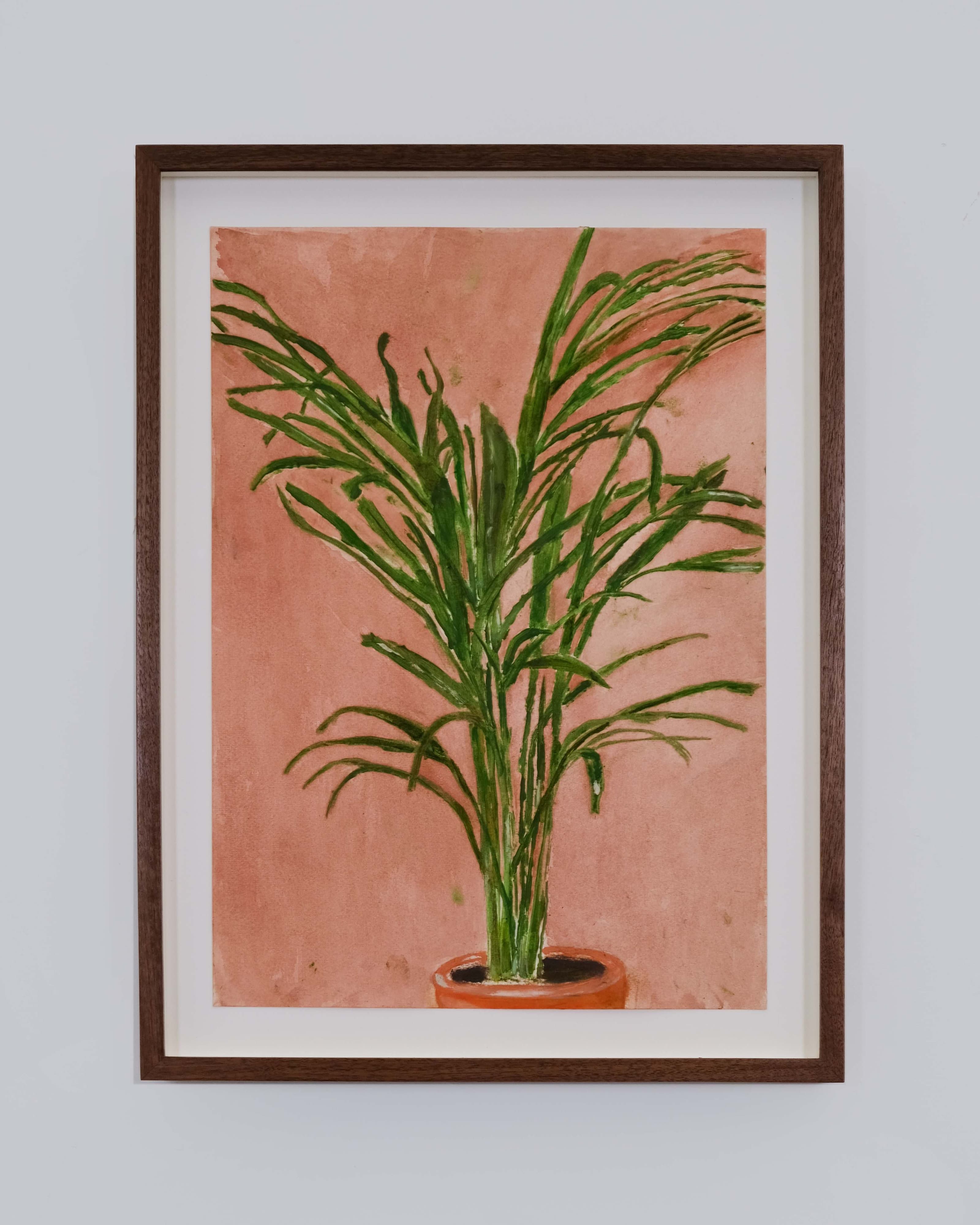 Howea belmoreana (Palm)