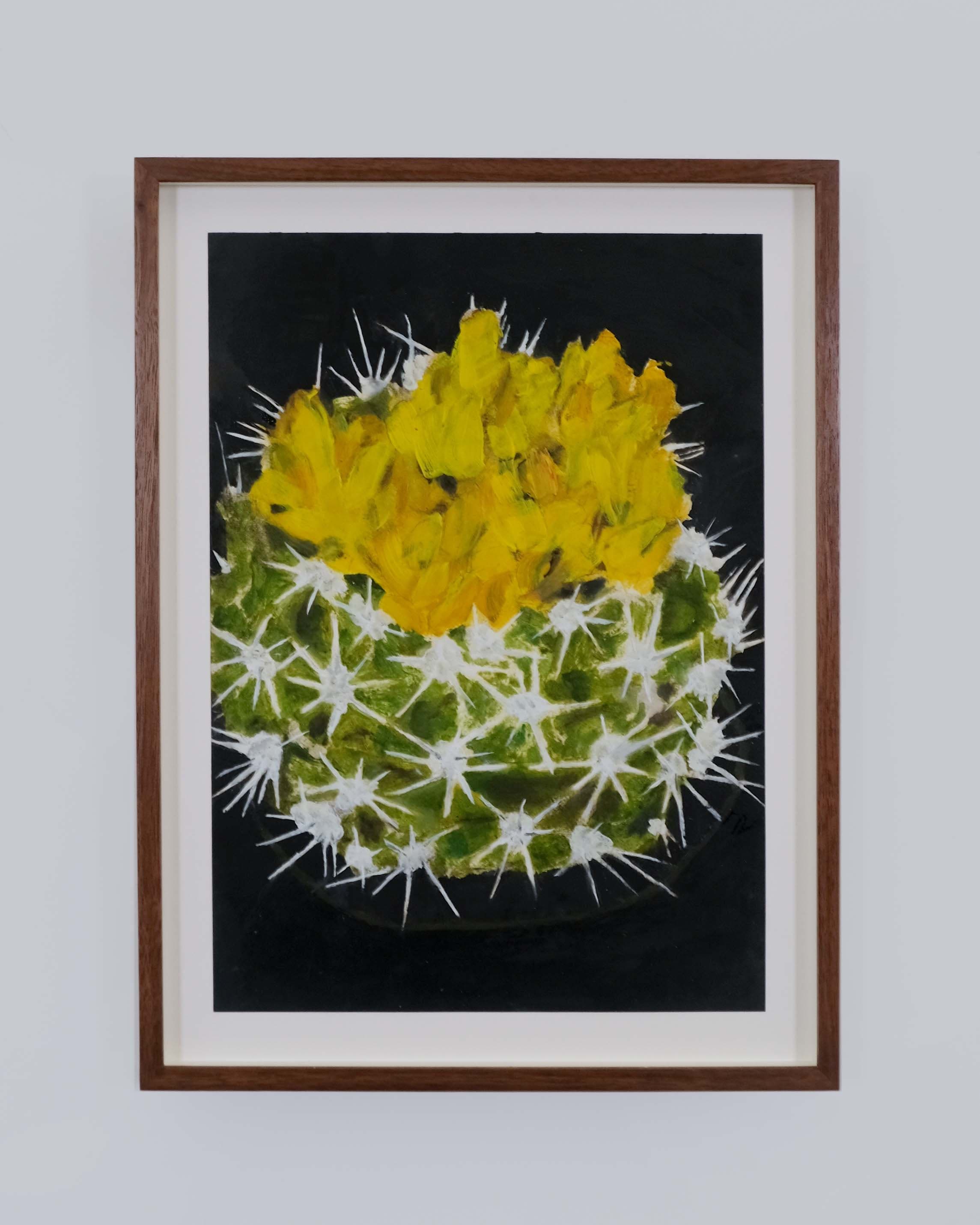 Gymnocalycium species (Chin cactus)