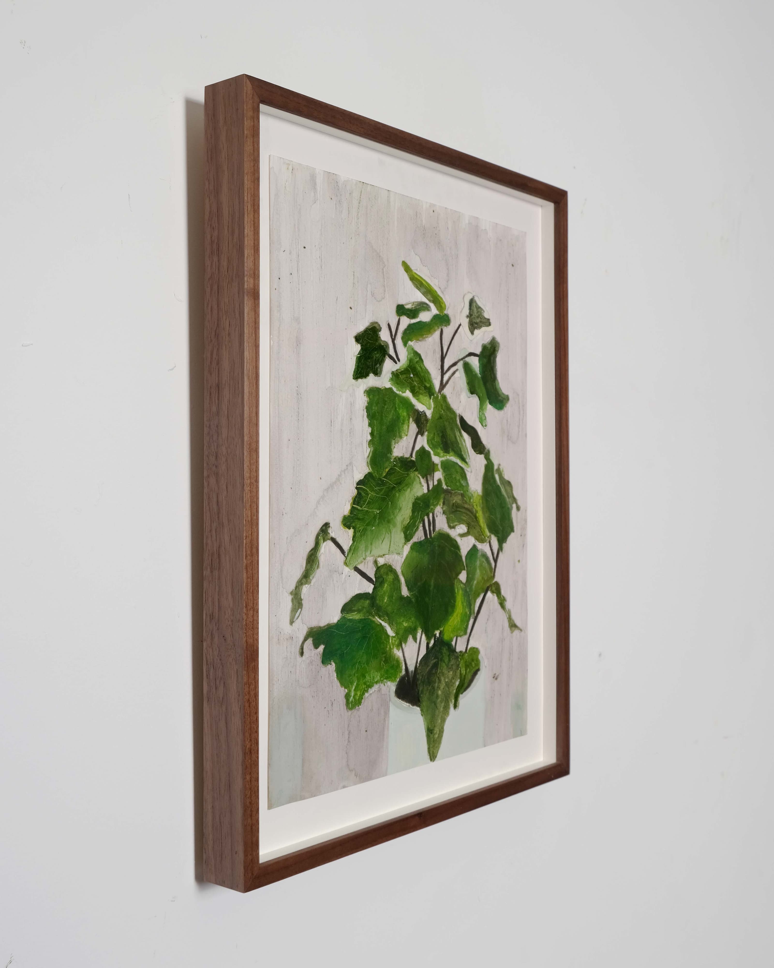 Hedera canariensis (Variegated Canary Island ivy)
