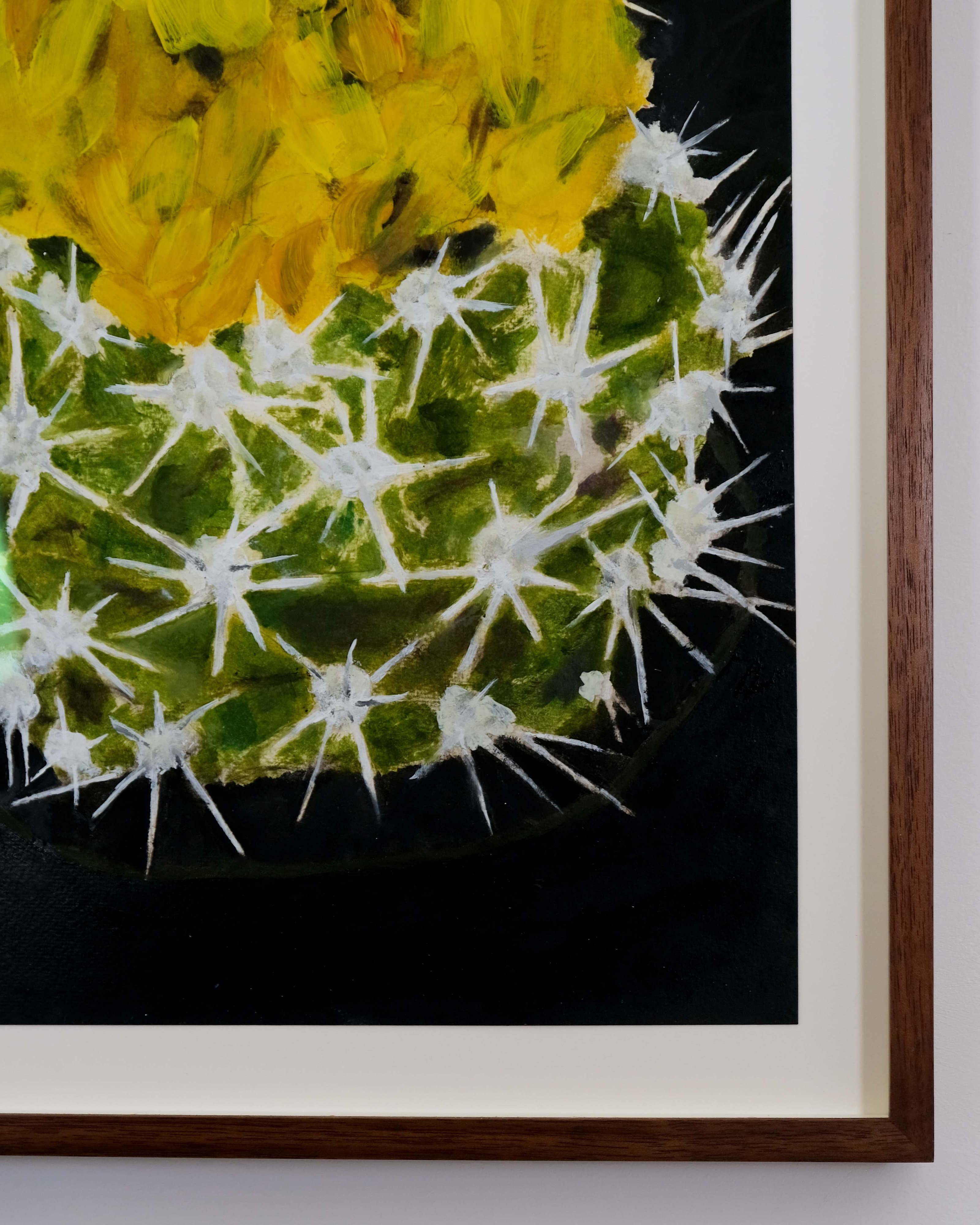 Gymnocalycium species (Chin cactus)