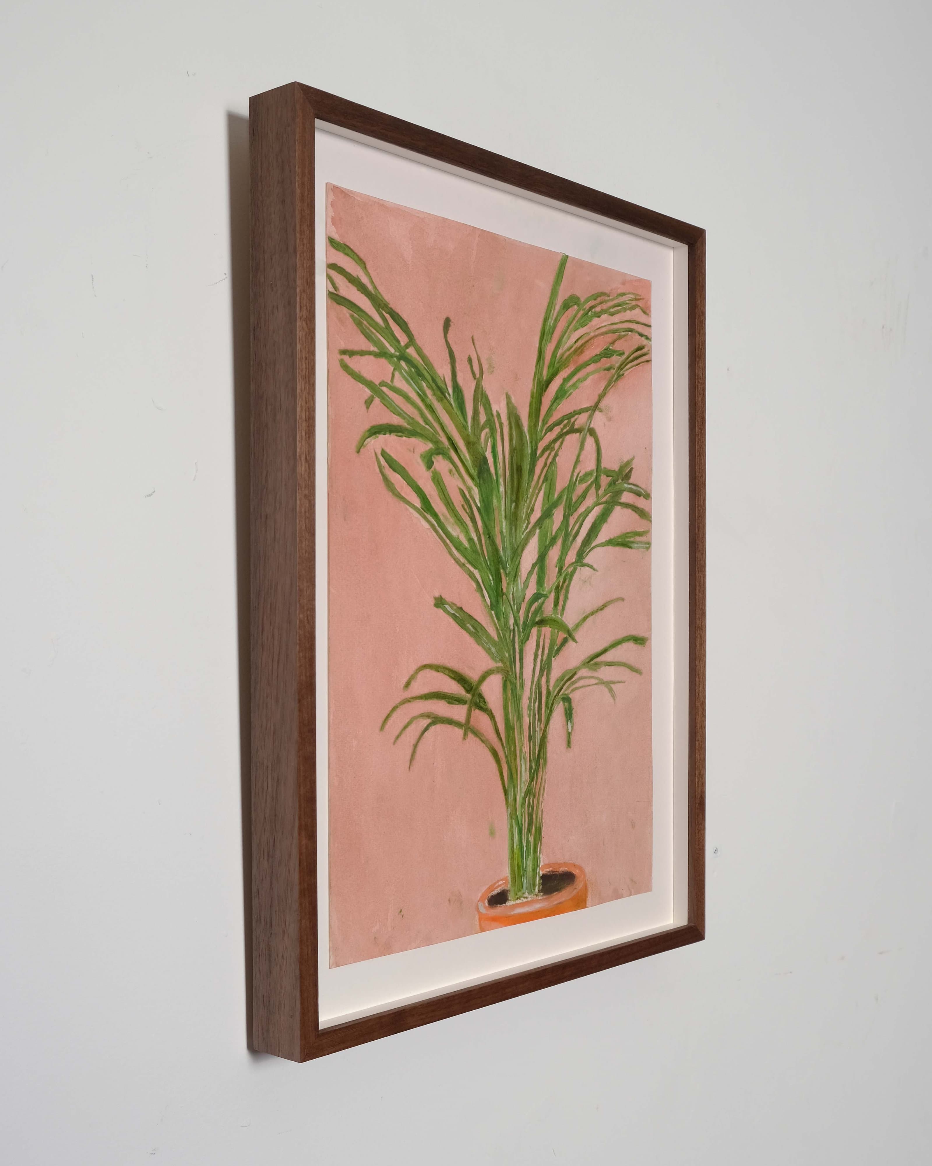 Howea belmoreana (Palm)