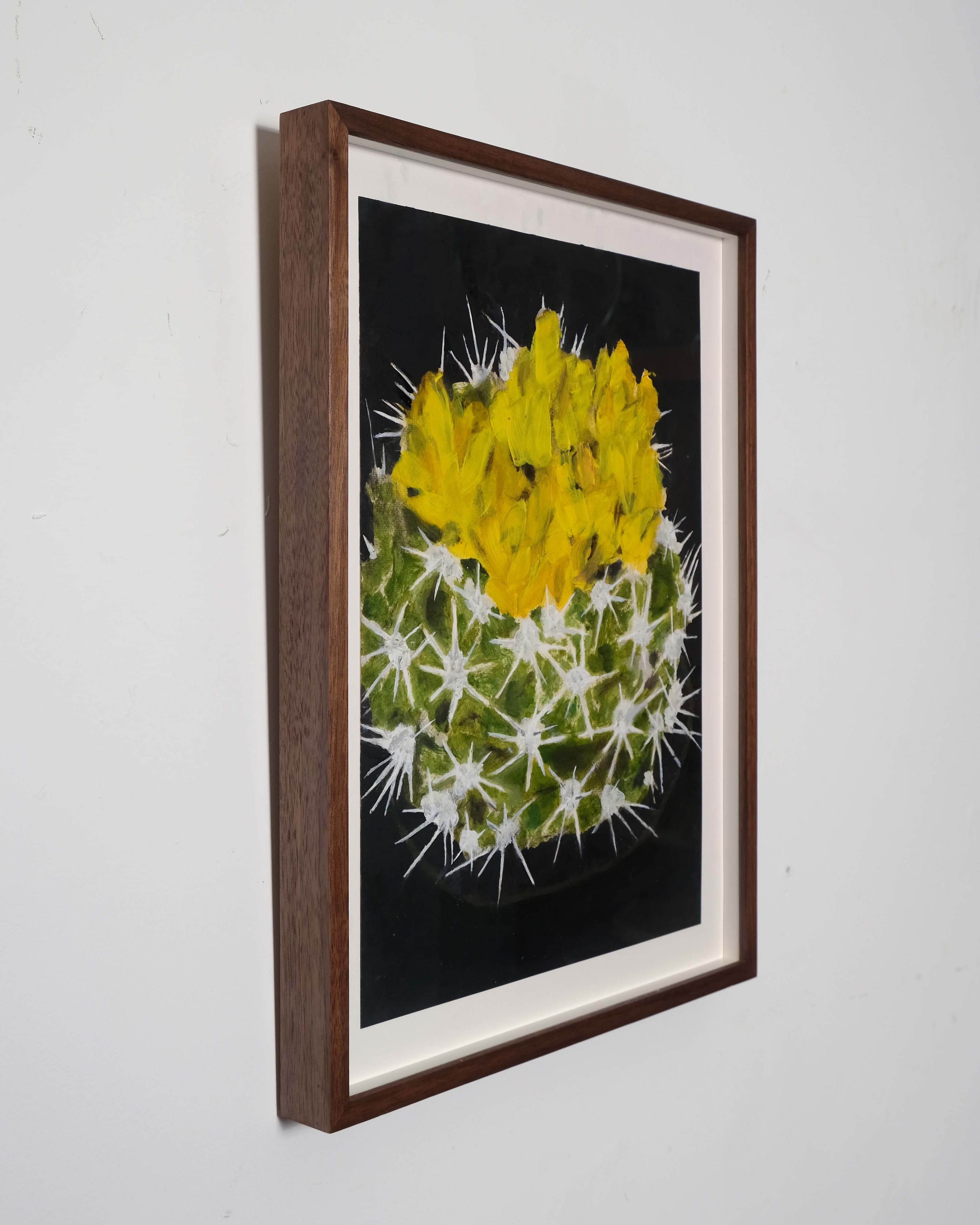 Gymnocalycium species (Chin cactus)