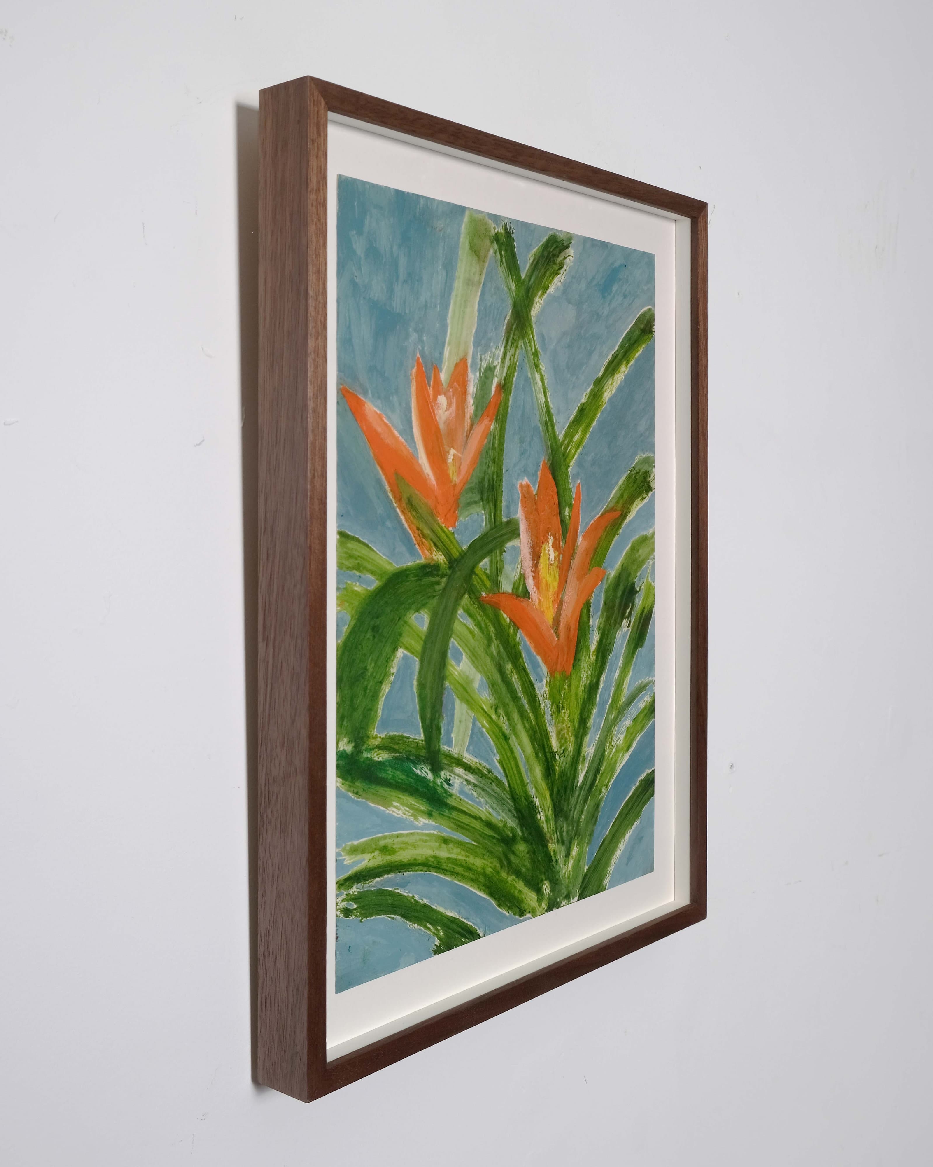 Guzmania lingulata minor