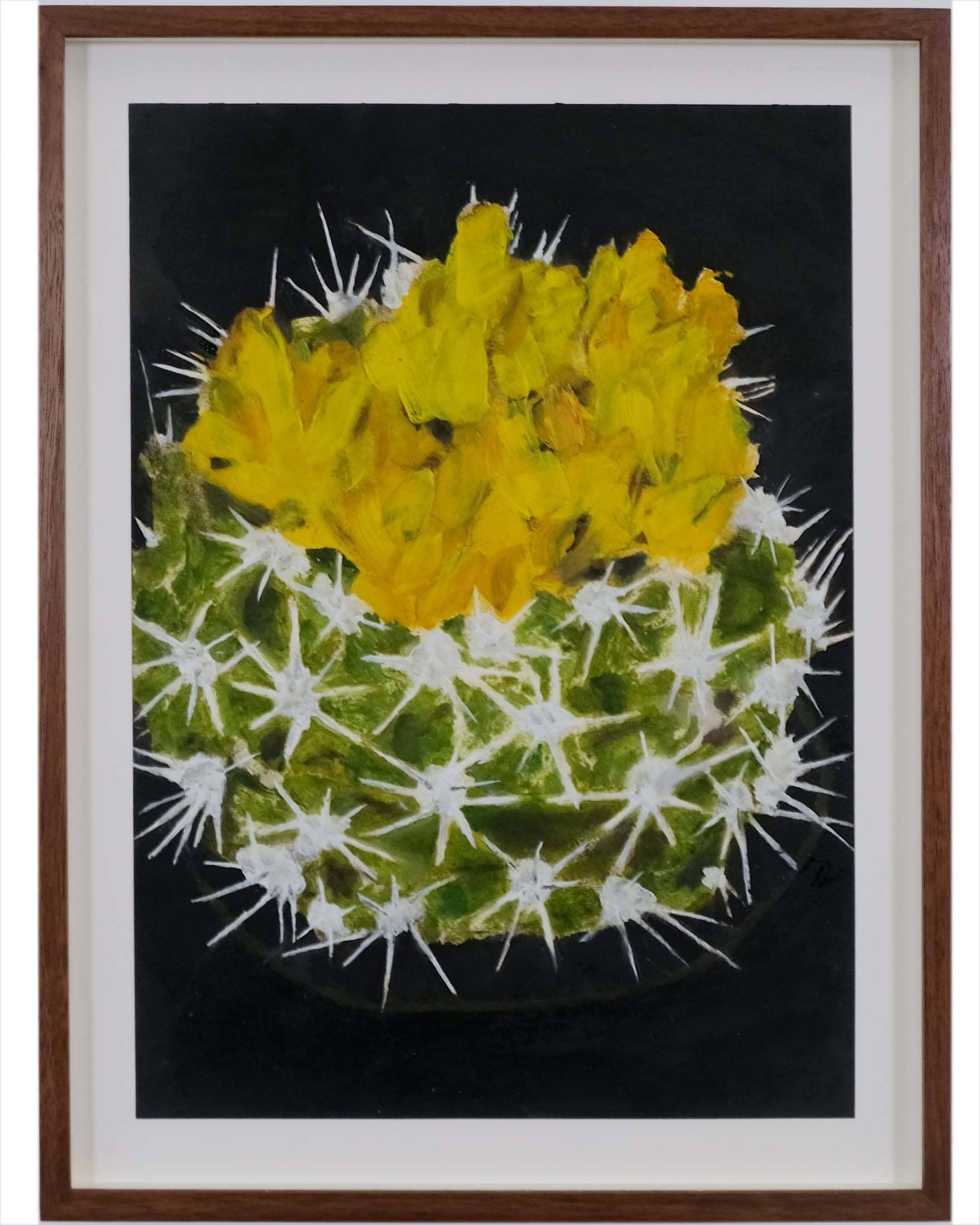 Gymnocalycium species (Chin cactus)