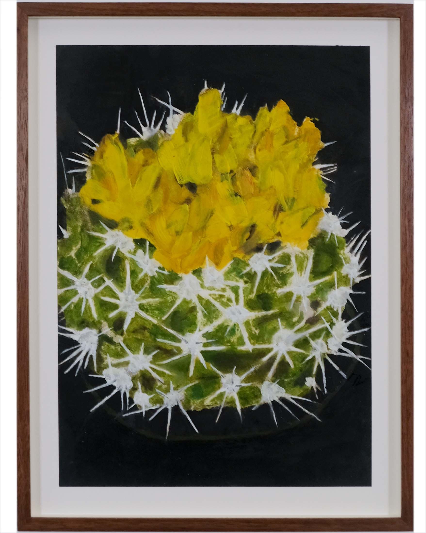 Gymnocalycium species (Chin cactus)
