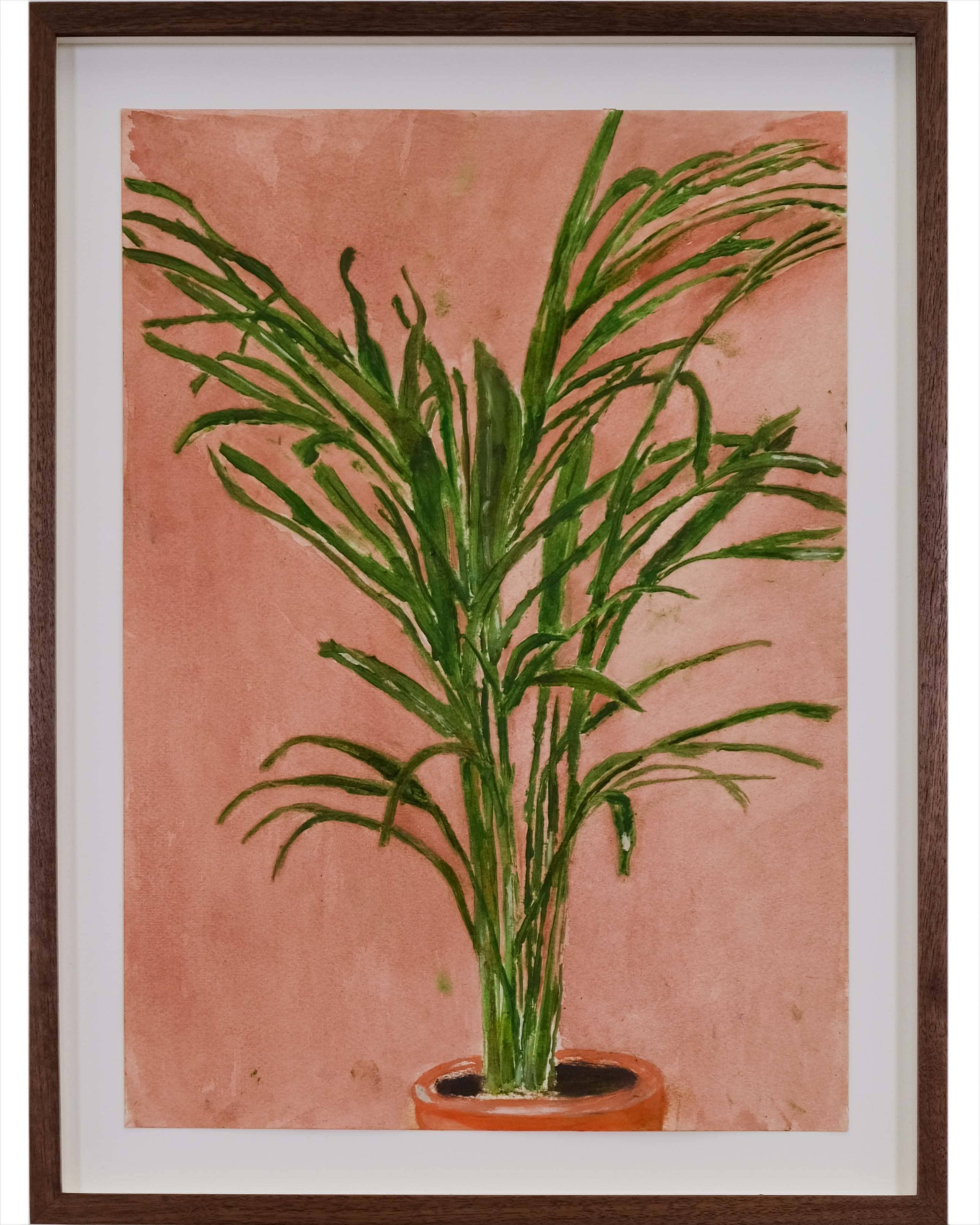Howea belmoreana (Palm)