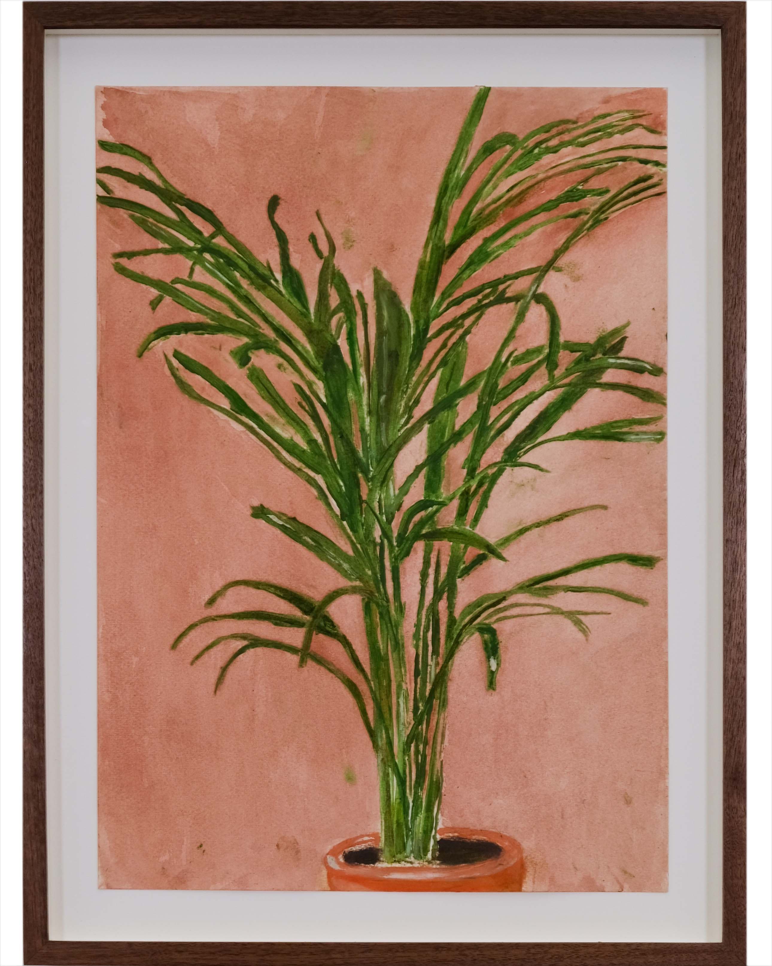 Howea belmoreana (Palm)