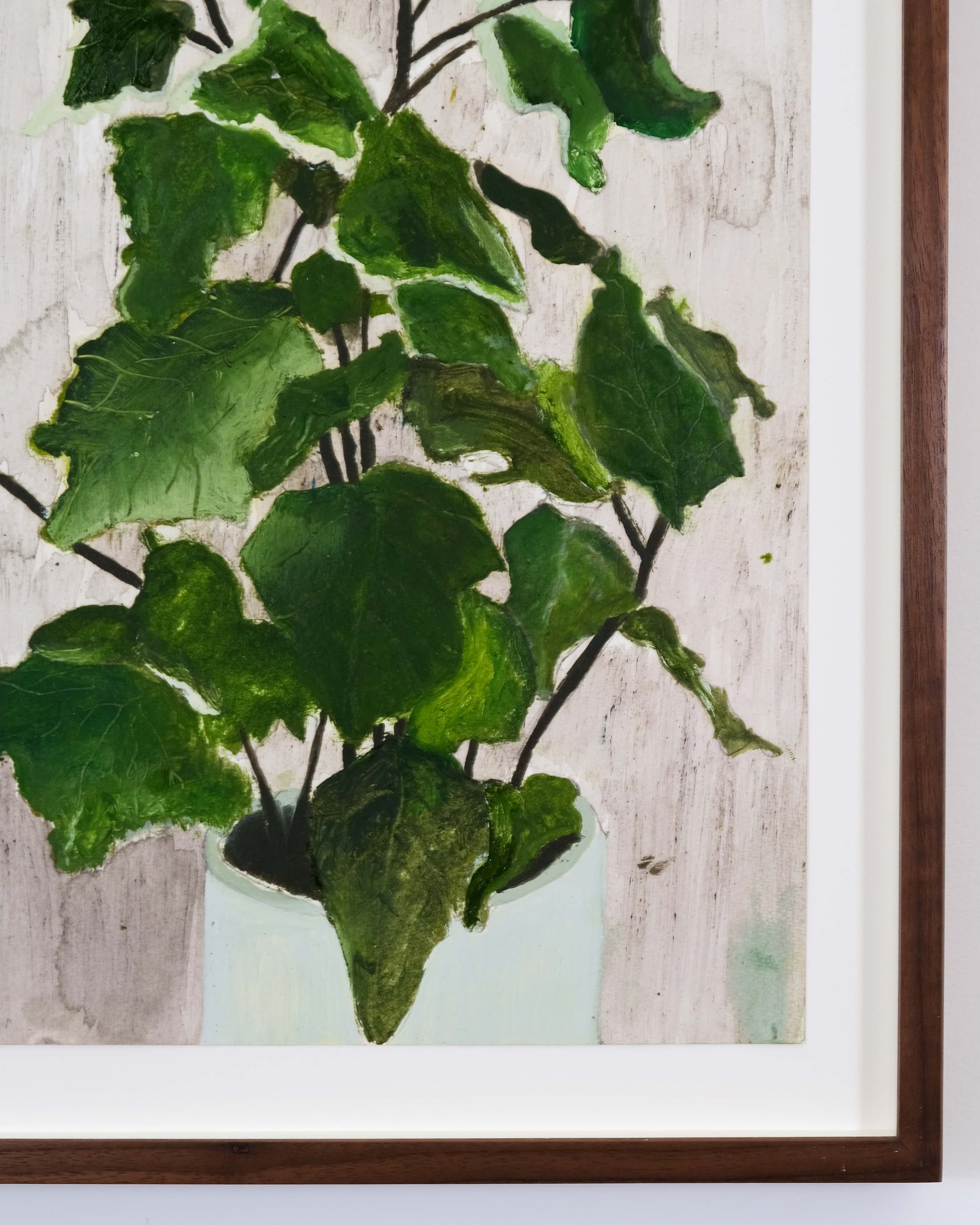 Hedera canariensis (Variegated Canary Island ivy)