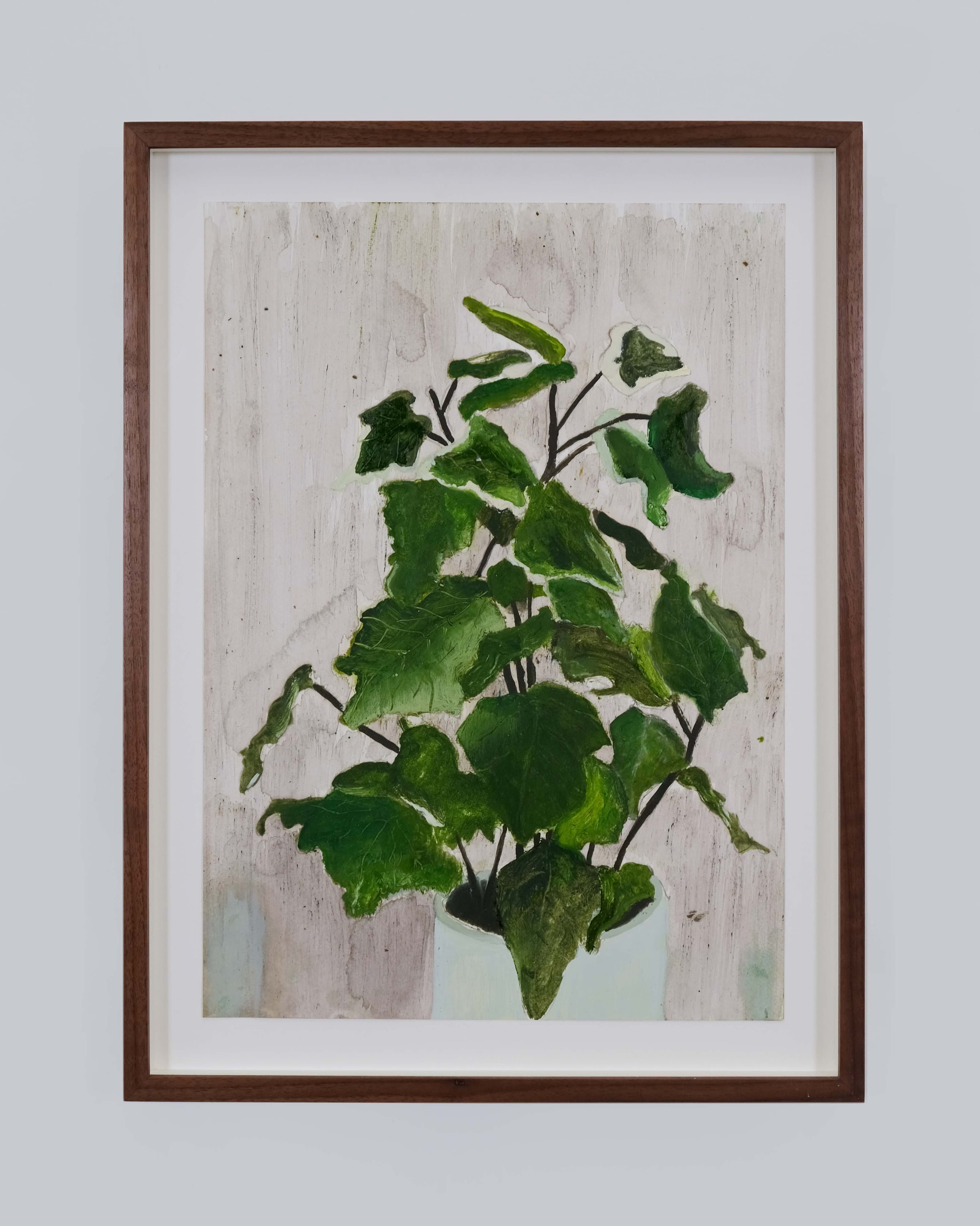 Hedera canariensis (Variegated Canary Island ivy)
