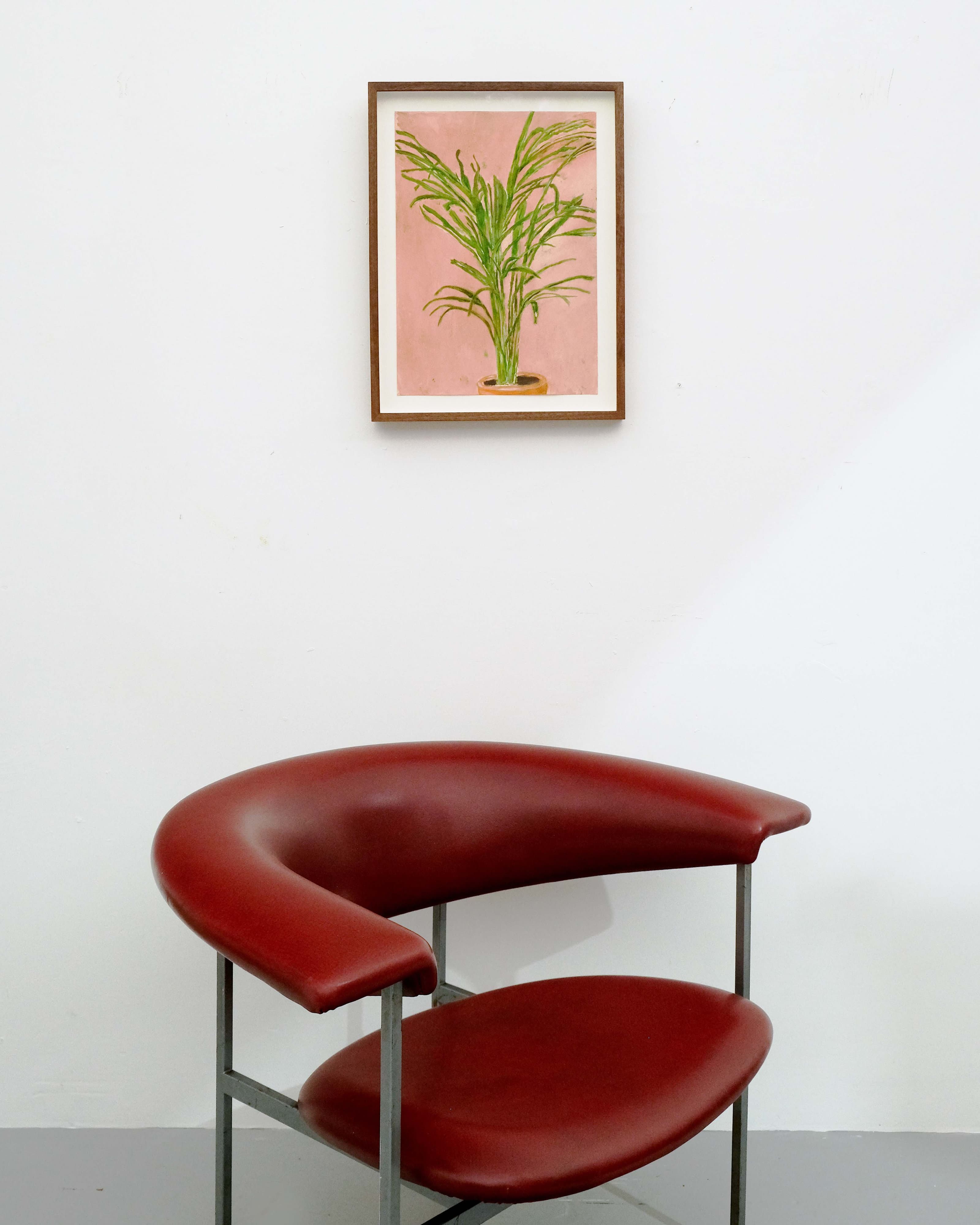 Howea belmoreana (Palm)